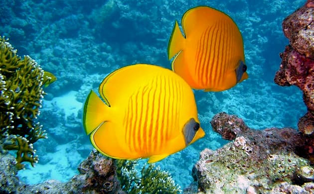 Unterwasser Zitronenfalter Fisch