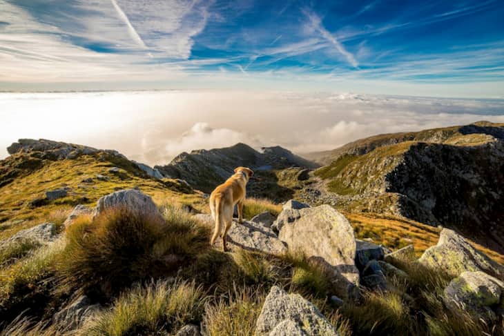 Hund mit tollen Blick über die Berge