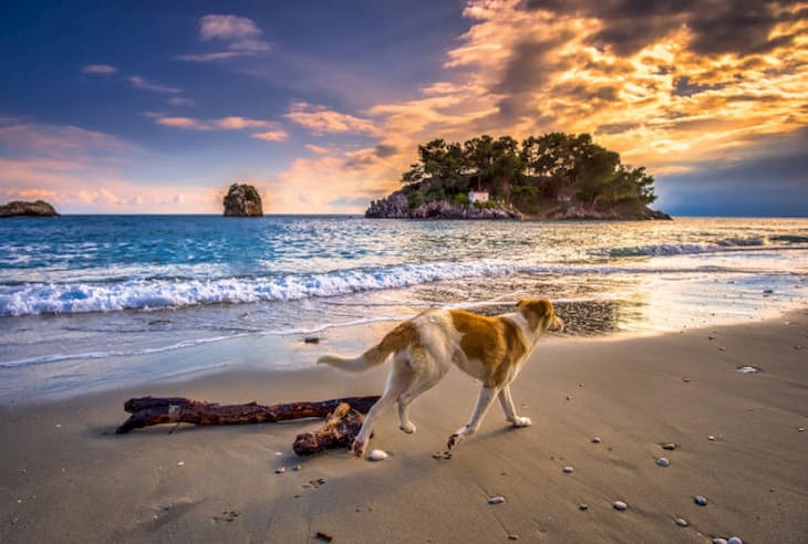 Der Hund geht am Meer spazieren