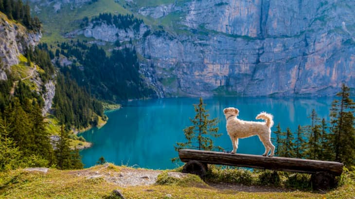Der Hund genießt den Ausblick auf den See