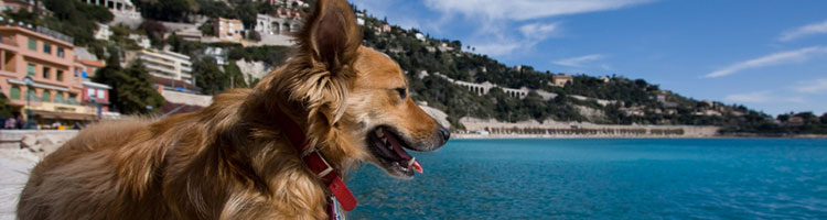 Urlaub mit Hund Titelbild