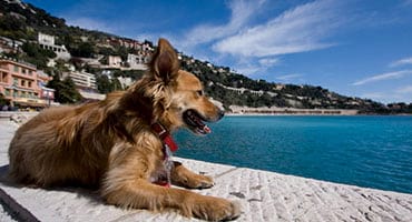 Urlaub mit Hund