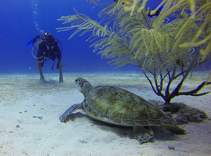 Tauchen mit einer Schildkröte