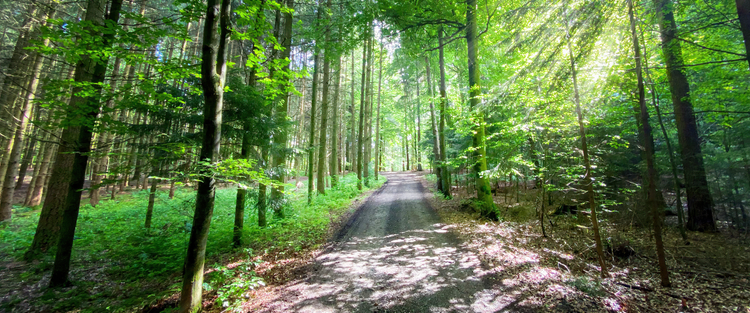 Titelbild Bayerischer Wald